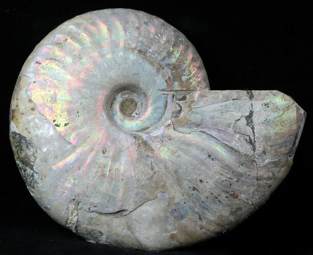 Silver Iridescent Ammonite - Madagascar #36105
